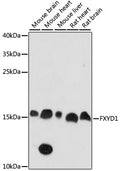 Western blot analysis of extracts of various cell lines, using FXYD1 antibody  at 1:1000 dilution.
Secondary antibody: HRP…