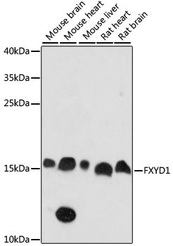 Western blot analysis of extracts of various cell lines, using FXYD1 antibody  at 1:1000 dilution.
Secondary antibody: HRP…