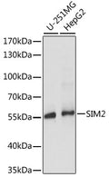 Western blot analysis of extracts of various cell lines, using SIM2 antibody  at 1:1000 dilution.
Secondary antibody: HRP Goat Anti-Rabbit IgG   at 1:10000 dilution.
Lysates/proteins: 25ug per lane.
Blocking buffer: 3% nonfat dry milk in TBST.
Detection: ECL Basic Kit .
Exposure time: 5s.
