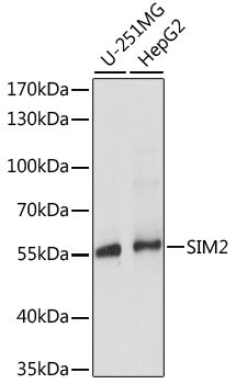Western blot analysis of extracts of various cell lines, using SIM2 antibody  at 1:1000 dilution.
Secondary antibody: HRP Goat Anti-Rabbit IgG   at 1:10000 dilution.
Lysates/proteins: 25ug per lane.
Blocking buffer: 3% nonfat dry milk in TBST.
Detection: ECL Basic Kit .
Exposure time: 5s.