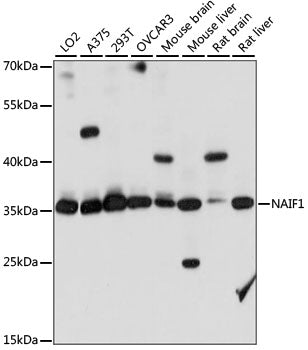 Western blot analysis of extracts of various cell lines, using NAIF1 antibody  at 1:1000 dilution.
Secondary antibody: HRP Goat Anti-Rabbit IgG   at 1:10000 dilution.
Lysates/proteins: 25ug per lane.
Blocking buffer: 3% nonfat dry milk in TBST.
Detection: ECL Basic Kit .
Exposure time: 10S.