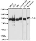 Western blot analysis of extracts of various cell lines, using PLS1 antibody  at 1:1000 dilution.
Secondary antibody: HRP Goat Anti-Rabbit IgG   at 1:10000 dilution.
Lysates/proteins: 25ug per lane.
Blocking buffer: 3% nonfat dry milk in TBST.
Detection: ECL Basic Kit .
Exposure time: 3s.