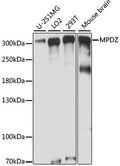 Western blot analysis of extracts of various cell lines, using MPDZ antibody  at 1:1000 dilution.
Secondary antibody: HRP…