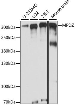 Western blot analysis of extracts of various cell lines, using MPDZ antibody  at 1:1000 dilution.
Secondary antibody: HRP…