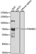 Western blot analysis of extracts of various cell lines, using THEMIS2 antibody  at 1:1000 dilution.
Secondary antibody: HRP Goat Anti-Rabbit IgG   at 1:10000 dilution.
Lysates/proteins: 25ug per lane.
Blocking buffer: 3% nonfat dry milk in TBST.
Detection: ECL Basic Kit .
Exposure time: 30s.