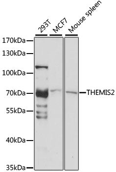 Western blot analysis of extracts of various cell lines, using THEMIS2 antibody  at 1:1000 dilution.
Secondary antibody: HRP Goat Anti-Rabbit IgG   at 1:10000 dilution.
Lysates/proteins: 25ug per lane.
Blocking buffer: 3% nonfat dry milk in TBST.
Detection: ECL Basic Kit .
Exposure time: 30s.