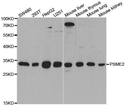 Western blot (WB) analysis of PSME2 polyclonal antibody