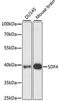 Western blot analysis of extracts of various cell lines, using SDF4 antibody.