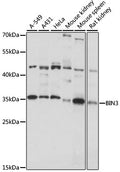 Western blot analysis of extracts of various cell lines, using BIN3 antibody  at 1:1000 dilution.
Secondary antibody: HRP Goat Anti-Rabbit IgG   at 1:10000 dilution.
Lysates/proteins: 25ug per lane.
Blocking buffer: 3% nonfat dry milk in TBST.
Detection: ECL Basic Kit .
Exposure time: 30s.