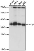 Western blot analysis of extracts of various cell lines, using COQ9 antibody.