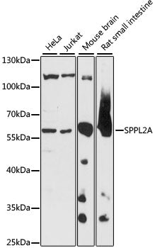 Western blot analysis of extracts of various cell lines, using SPPL2A antibody.