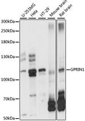 Western blot analysis of extracts of various cell lines, using GPRIN1 antibody  at 1:1000 dilution.
Secondary antibody: HRP Goat Anti-Rabbit IgG   at 1:10000 dilution.
Lysates/proteins: 25ug per lane.
Blocking buffer: 3% nonfat dry milk in TBST.
Detection: ECL Basic Kit .
Exposure time: 5s.