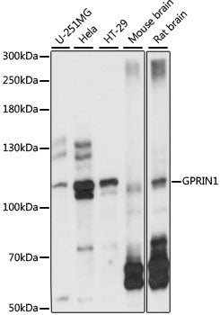 Western blot analysis of extracts of various cell lines, using GPRIN1 antibody  at 1:1000 dilution.
Secondary antibody: HRP Goat Anti-Rabbit IgG   at 1:10000 dilution.
Lysates/proteins: 25ug per lane.
Blocking buffer: 3% nonfat dry milk in TBST.
Detection: ECL Basic Kit .
Exposure time: 5s.