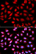 Immunofluorescence analysis of U2OS cells using Ser/thr-PP2A activator  antibody . Blue: DAPI for nuclear staining.