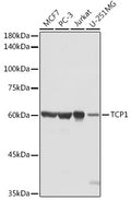 Western blot analysis of extracts of various cell lines, using TCP1 antibody  at 1:1000 dilution.
Secondary antibody: HRP Goat Anti-Rabbit IgG   at 1:10000 dilution.
Lysates/proteins: 25ug per lane.
Blocking buffer: 3% nonfat dry milk in TBST.
Detection: ECL Basic Kit .
Exposure time: 5s.