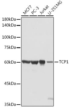 Western blot analysis of extracts of various cell lines, using TCP1 antibody  at 1:1000 dilution.
Secondary antibody: HRP Goat Anti-Rabbit IgG   at 1:10000 dilution.
Lysates/proteins: 25ug per lane.
Blocking buffer: 3% nonfat dry milk in TBST.
Detection: ECL Basic Kit .
Exposure time: 5s.