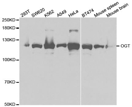 Western blot (WB) analysis of OGT polyclonal antibody