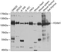 Western blot analysis of extracts of various cell lines, using FOXM1 antibody  at 1:1000 dilution.
Secondary antibody: HRP Goat Anti-Rabbit IgG   at 1:10000 dilution.
Lysates/proteins: 25ug per lane.
Blocking buffer: 3% nonfat dry milk in TBST.
Detection: ECL Basic Kit .
Exposure time: 90s.