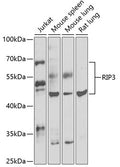 Western blot analysis of extracts of HT-29 cells, using RIPK3 Rabbit pAb  at 1:1000 dilution.
Secondary antibody: HRP Goat Anti-Rabbit IgG   at 1:10000 dilution.
Lysates/proteins: 25ug per lane.
Blocking buffer: 3% nonfat dry milk in TBST.
Detection: ECL Basic Kit .
Exposure time: 10s.