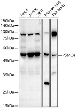 Western blot analysis of extracts of various cell lines, using PSMC4 antibody  at  1:400 dilution.
Secondary antibody: HRP Goat Anti-Rabbit IgG   at 1:10000 dilution.
Lysates/proteins: 25ug per lane.
Blocking buffer: 3% nonfat dry milk in TBST.
Detection: ECL Basic Kit .
Exposure time: 90s.