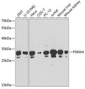 PSMA4 polyclonal antibody - Figure 1 of 1