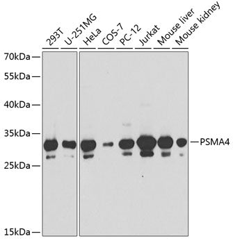 PSMA4 polyclonal antibody - Figure 1 of 1
