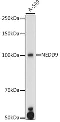 NEDD9 polyclonal antibody - Figure 1 of 1