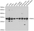 Western blot analysis of extracts of various cell lines, using PSMA1 antibody  at 1:1000 dilution.
Secondary antibody: HRP Goat Anti-Rabbit IgG   at 1:10000 dilution.
Lysates/proteins: 25ug per lane.
Blocking buffer: 3% nonfat dry milk in TBST.