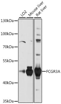 Western blot analysis of extracts of various cell lines, using FCGR3A   antibody  at 1:1000 dilution.
Secondary antibody: HRP Goat Anti-Rabbit IgG   at 1:10000 dilution.
Lysates/proteins: 25ug per lane.
Blocking buffer: 3% nonfat dry milk in TBST.
Detection: ECL Basic Kit .
Exposure time: 3s.