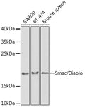 Western blot analysis of extracts of various cell lines, using Smac/Diablo antibody  at 1:1000 dilution.
Secondary antibody: HRP Goat Anti-Rabbit IgG   at 1:10000 dilution.
Lysates/proteins: 25ug per lane.
Blocking buffer: 3% nonfat dry milk in TBST.