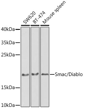 Western blot analysis of extracts of various cell lines, using Smac/Diablo antibody  at 1:1000 dilution.
Secondary antibody: HRP Goat Anti-Rabbit IgG   at 1:10000 dilution.
Lysates/proteins: 25ug per lane.
Blocking buffer: 3% nonfat dry milk in TBST.