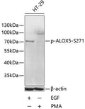 Phospho-ALOX5-S271 polyclonal antibody – Figure 1 of 1