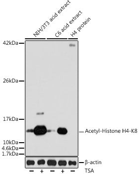 Western blot analysis of extracts of various cell lines, using Acetyl-Histone H4-K8 antibody  at 1:1000 dilution.NIH/3T3 cells and C6 cells were treated by TSA  at 37℃ for 18 hours.
Secondary antibody: HRP Goat Anti-Rabbit IgG   at 1:10000 dilution.
Lysates/proteins: 25ug per lane.
Blocking buffer: 3% nonfat dry milk in TBST.
Detection: ECL Basic Kit .
Exposure time: 30s.