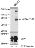 Phospho-CDK4-T172 polyclonal antibody – Figure 1 of 1