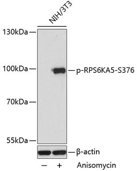 Phospho-RPS6KA5-S376 polyclonal antibody – Figure 1 of 4