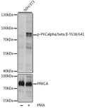 Phospho-PKCalpha/beta II-T638/641 polyclonal antibody – Figure 1 of 3