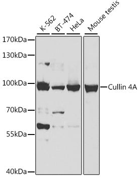 Western blot analysis of extracts of various cell lines, using Cullin 4A antibody  at 1:500 dilution.
Secondary antibody: HRP Goat Anti-Rabbit IgG   at 1:10000 dilution.
Lysates/proteins: 25ug per lane.
Blocking buffer: 3% nonfat dry milk in TBST.
Detection: ECL Basic Kit .
Exposure time: 5s.