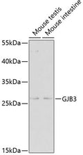 Western blot analysis of extracts of various cell lines, using GJB3 antibody  at 1:500 dilution.
Secondary antibody: HRP Goat Anti-Rabbit IgG   at 1:10000 dilution.
Lysates/proteins: 25ug per lane.
Blocking buffer: 3% nonfat dry milk in TBST.
Detection: ECL Enhanced Kit .