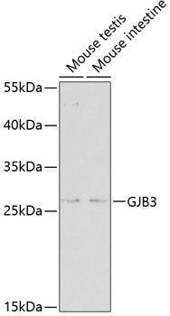 Western blot analysis of extracts of various cell lines, using GJB3 antibody  at 1:500 dilution.
Secondary antibody: HRP Goat Anti-Rabbit IgG   at 1:10000 dilution.
Lysates/proteins: 25ug per lane.
Blocking buffer: 3% nonfat dry milk in TBST.
Detection: ECL Enhanced Kit .