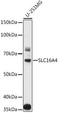 Western blot analysis of extracts of various cell lines, using SLC16A4  antibody  at 1:1000 dilution.
Secondary antibody: HRP Goat Anti-Rabbit IgG   at 1:10000 dilution.
Lysates/proteins: 25ug per lane.
Blocking buffer: 3% nonfat dry milk in TBST.
Detection: ECL Basic Kit .
Exposure time: 10s.