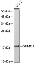 Western blot analysis of SUMO3 polyclonal antibody