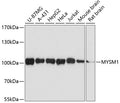 Western blot analysis of MYSM1 polyclonal antibody