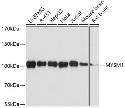 Western blot analysis of MYSM1 polyclonal antibody