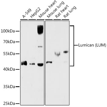 Western blot analysis of extracts of various cell lines, using Lumican   antibody  at 1:1000 dilution.
Secondary antibody: HRP Goat Anti-Rabbit IgG   at 1:10000 dilution.
Lysates/proteins: 25ug per lane.
Blocking buffer: 3% nonfat dry milk in TBST.
Detection: ECL Basic Kit .
Exposure time: 180s.