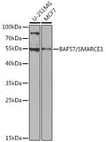 Western blot analysis of extracts of various cell lines, using BAF57/BAF57/SMARCE1 antibody  at 1:1000 dilution.
Secondary antibody: HRP Goat Anti-Rabbit IgG   at 1:10000 dilution.
Lysates/proteins: 25ug per lane.
Blocking buffer: 3% nonfat dry milk in TBST.
Detection: ECL Basic Kit .
Exposure time: 90s.