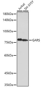 Western blot analysis of extracts of various cell lines, using GARS antibody  at 1:1000 dilution.
Secondary antibody: HRP Goat Anti-Rabbit IgG   at 1:10000 dilution.
Lysates/proteins: 25ug per lane.
Blocking buffer: 3% nonfat dry milk in TBST.
Detection: ECL Basic Kit .
Exposure time: 60s.