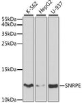 Western blot analysis of extracts of various cell lines, using SNRPE antibody  at 1:1000 dilution.
Secondary antibody: HRP Goat Anti-Rabbit IgG   at 1:10000 dilution.
Lysates/proteins: 25ug per lane.
Blocking buffer: 3% nonfat dry milk in TBST.
Detection: ECL Basic Kit .
Exposure time: 60s.