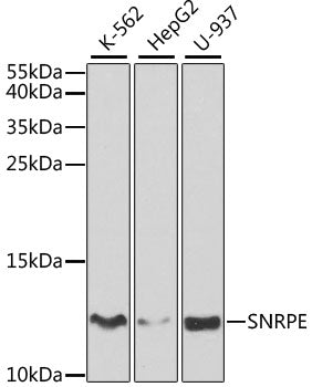 Western blot analysis of extracts of various cell lines, using SNRPE antibody  at 1:1000 dilution.
Secondary antibody: HRP Goat Anti-Rabbit IgG   at 1:10000 dilution.
Lysates/proteins: 25ug per lane.
Blocking buffer: 3% nonfat dry milk in TBST.
Detection: ECL Basic Kit .
Exposure time: 60s.