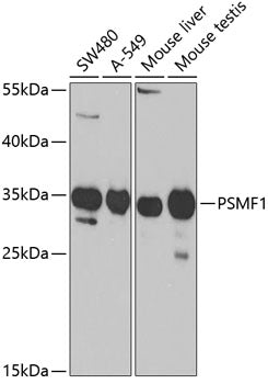 Western blot analysis of extracts of various cell lines, using PSMF1 Antibody  at 1:1000 dilution.
Secondary antibody: HRP Goat Anti-Rabbit IgG   at 1:10000 dilution.
Lysates/proteins: 25ug per lane.
Blocking buffer: 3% nonfat dry milk in TBST.
Detection: ECL Basic Kit .
Exposure time: 90s.