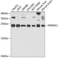 Western blot analysis of PGRMC1 polyclonal antibody
